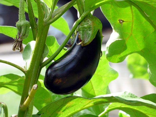 3 différentes manières de conserver vos aubergines